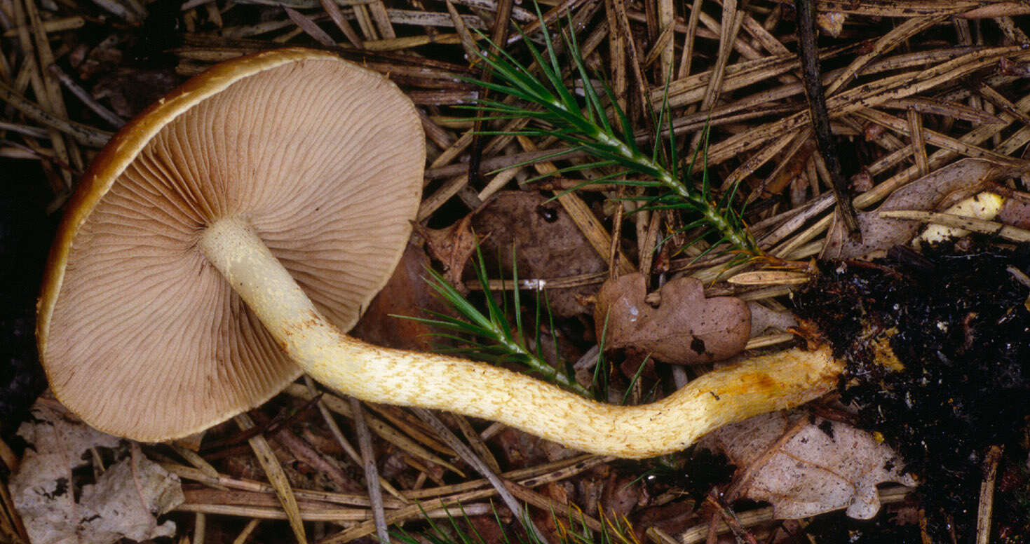 Image of Pholiota highlandensis (Peck) Quadr. & Lunghini 1990