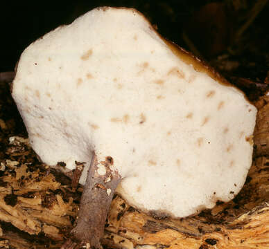 Image of black-footed polypore