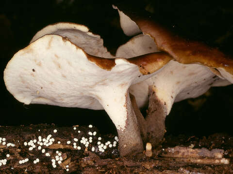 Image of black-footed polypore