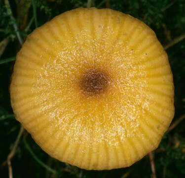 Image of Entoloma pleopodium (Bull.) Noordel. 1985