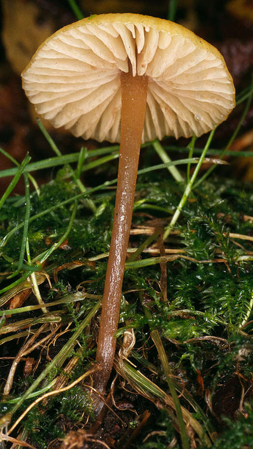 Image of Entoloma pleopodium (Bull.) Noordel. 1985