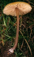 Image of Entoloma pleopodium (Bull.) Noordel. 1985