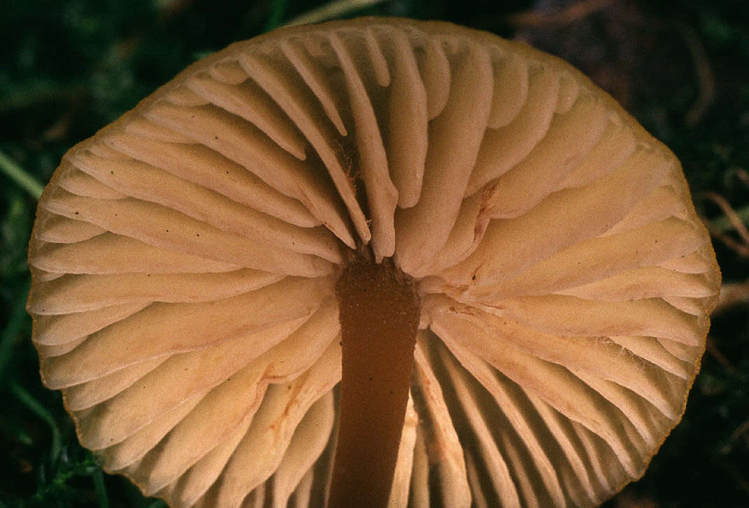 Image of Entoloma pleopodium (Bull.) Noordel. 1985