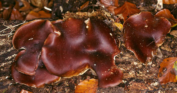 Image of black-footed polypore