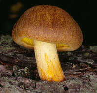 Phylloporus pelletieri (Lév.) Quél. 1888的圖片