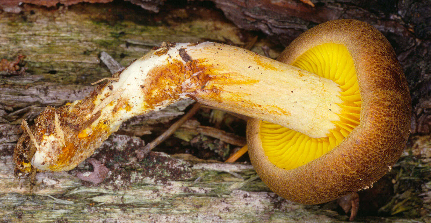 Phylloporus pelletieri (Lév.) Quél. 1888的圖片