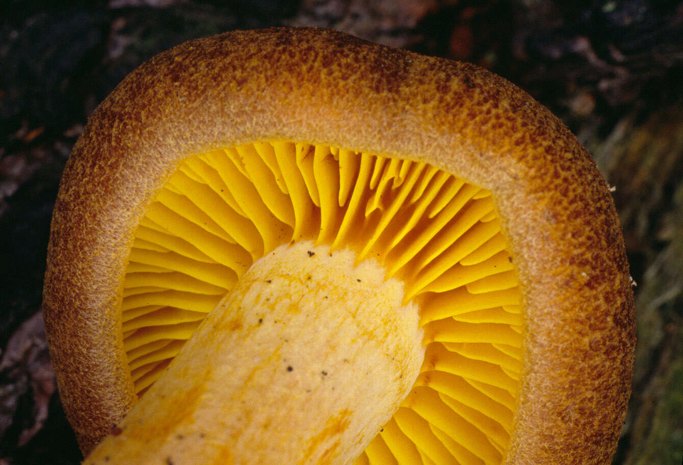 Phylloporus pelletieri (Lév.) Quél. 1888的圖片