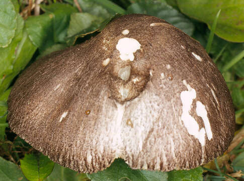 Image of Pluteus ephebeus (Fr.) Gillet 1876