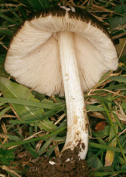 Image of Pluteus ephebeus (Fr.) Gillet 1876