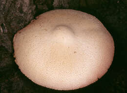 Image of Volvariella bombycina (Schaeff.) Singer 1951