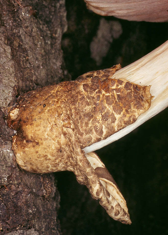 Image of Volvariella bombycina (Schaeff.) Singer 1951