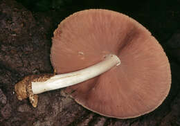 Image of Volvariella bombycina (Schaeff.) Singer 1951