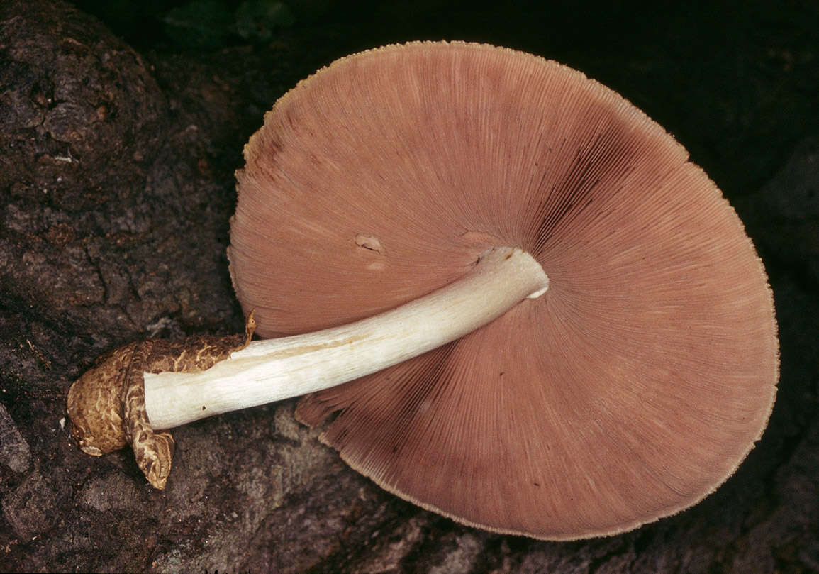 Image of Volvariella bombycina (Schaeff.) Singer 1951