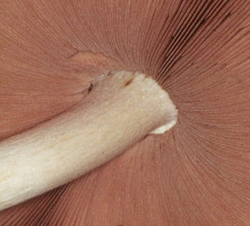 Image of Volvariella bombycina (Schaeff.) Singer 1951