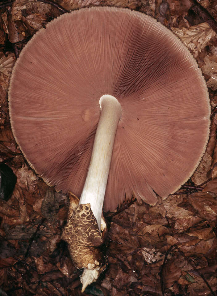 Image of Volvariella bombycina (Schaeff.) Singer 1951