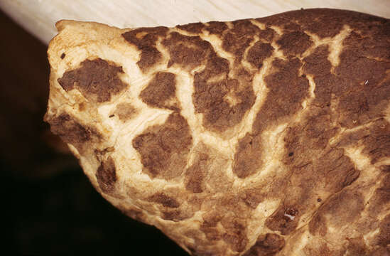 Image of Volvariella bombycina (Schaeff.) Singer 1951