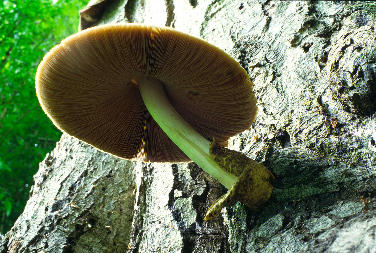 Image of Volvariella bombycina (Schaeff.) Singer 1951