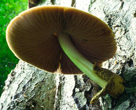 Image of Volvariella bombycina (Schaeff.) Singer 1951