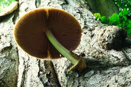 Image of Volvariella bombycina (Schaeff.) Singer 1951