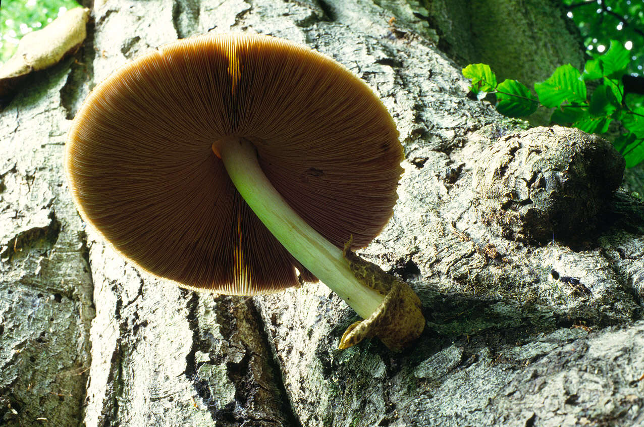 Image of Volvariella bombycina (Schaeff.) Singer 1951