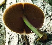 Image of Volvariella bombycina (Schaeff.) Singer 1951