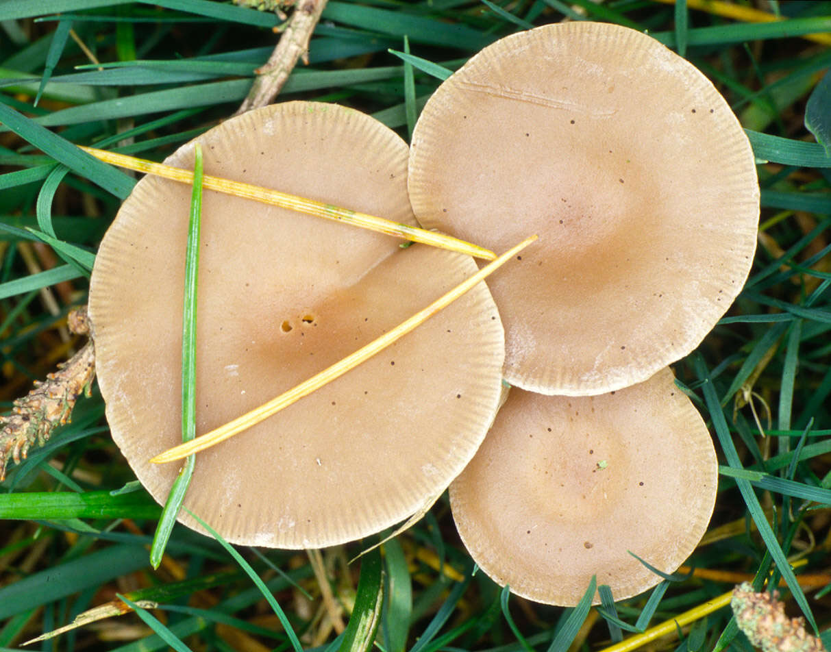 Image of Clitocybe vibecina (Fr.) Quél. 1872