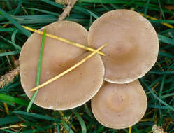 Image of Clitocybe vibecina (Fr.) Quél. 1872