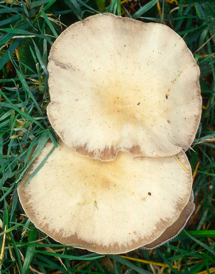 Image of Clitocybe vibecina (Fr.) Quél. 1872