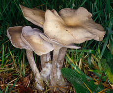 Image of Clitocybe vibecina (Fr.) Quél. 1872