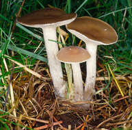 Image of Clitocybe vibecina (Fr.) Quél. 1872