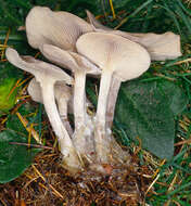 Image of Clitocybe vibecina (Fr.) Quél. 1872