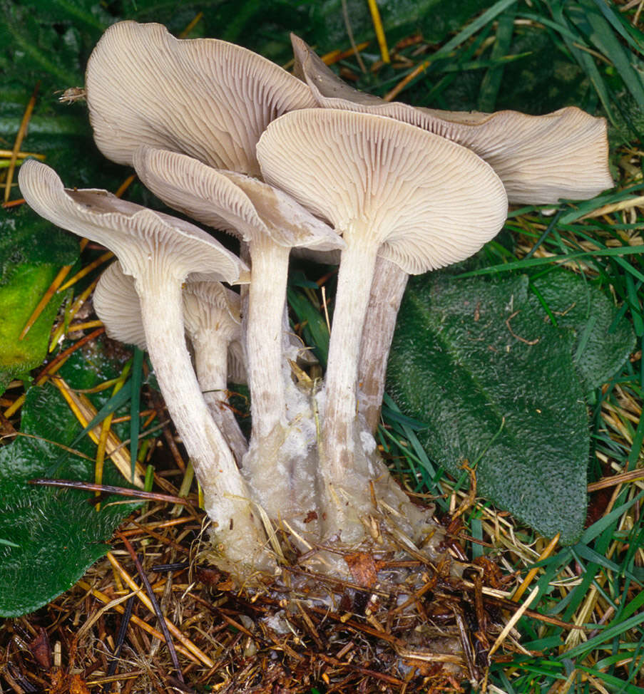 Image of Clitocybe vibecina (Fr.) Quél. 1872