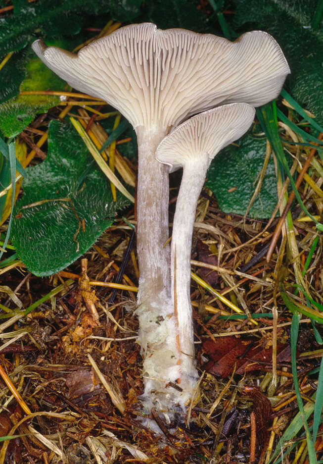 Image of Clitocybe vibecina (Fr.) Quél. 1872