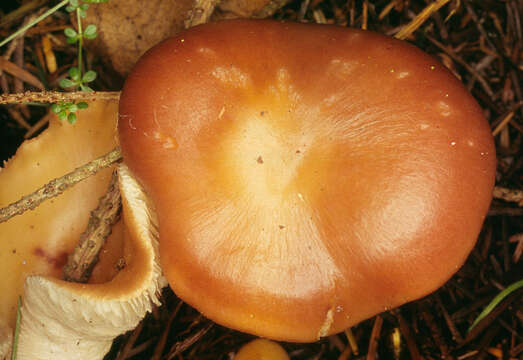 Image of Rhodocollybia prolixa (Fr.) Antonín & Noordel. 1997