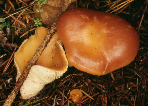 Image of Rhodocollybia prolixa (Fr.) Antonín & Noordel. 1997