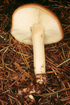 Image of Rhodocollybia prolixa (Fr.) Antonín & Noordel. 1997