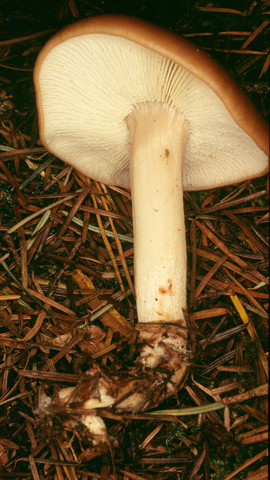 Image of Toothed toughshank