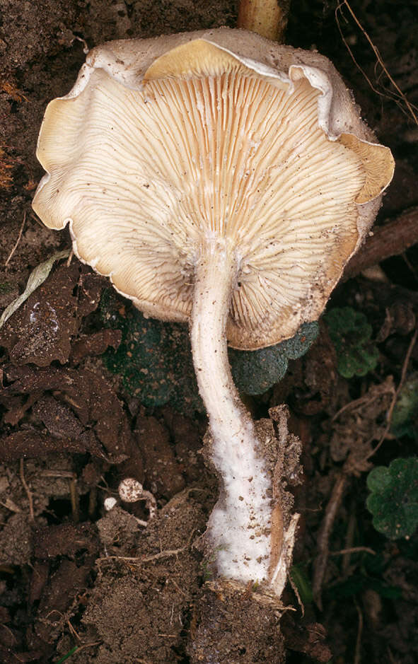 Image of Ossicaulis lignatilis (Pers.) Redhead & Ginns 1985
