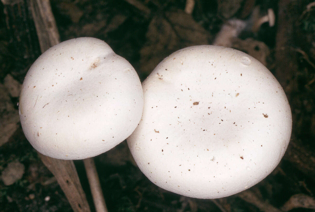 Image of Ossicaulis lignatilis (Pers.) Redhead & Ginns 1985