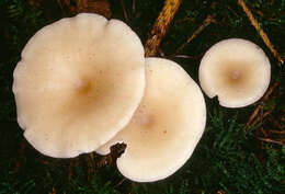 Image of Clitocybe vibecina (Fr.) Quél. 1872