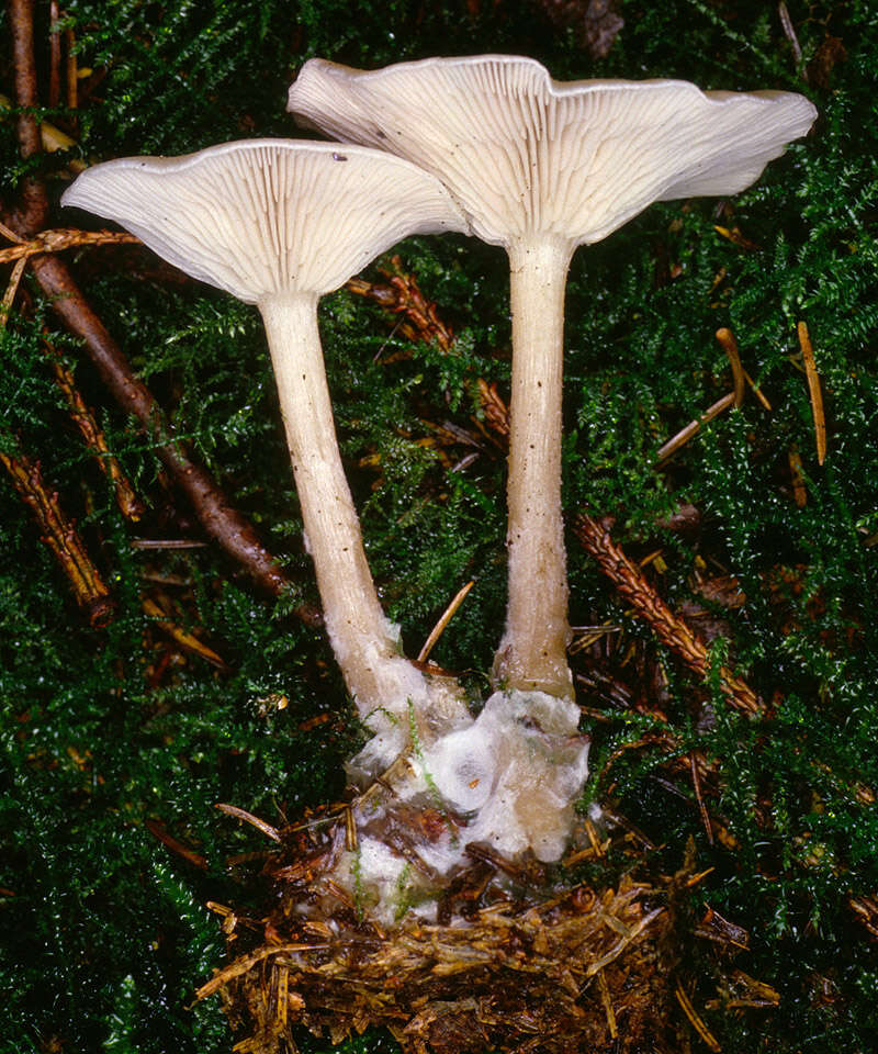 Image of Clitocybe vibecina (Fr.) Quél. 1872