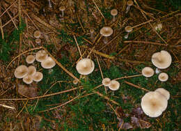 Image of Clitocybe vibecina (Fr.) Quél. 1872