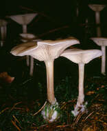 Image of Clitocybe vibecina (Fr.) Quél. 1872