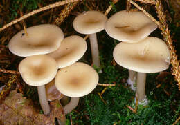 Image of Clitocybe vibecina (Fr.) Quél. 1872