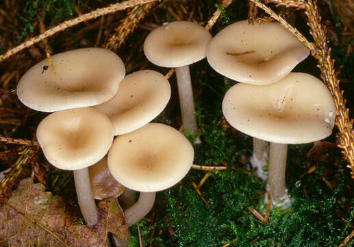 Image of Clitocybe vibecina (Fr.) Quél. 1872