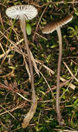 Image of Mycena latifolia (Peck) A. H. Sm. 1935