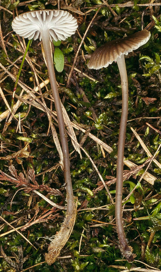 Image of Mycena latifolia (Peck) A. H. Sm. 1935