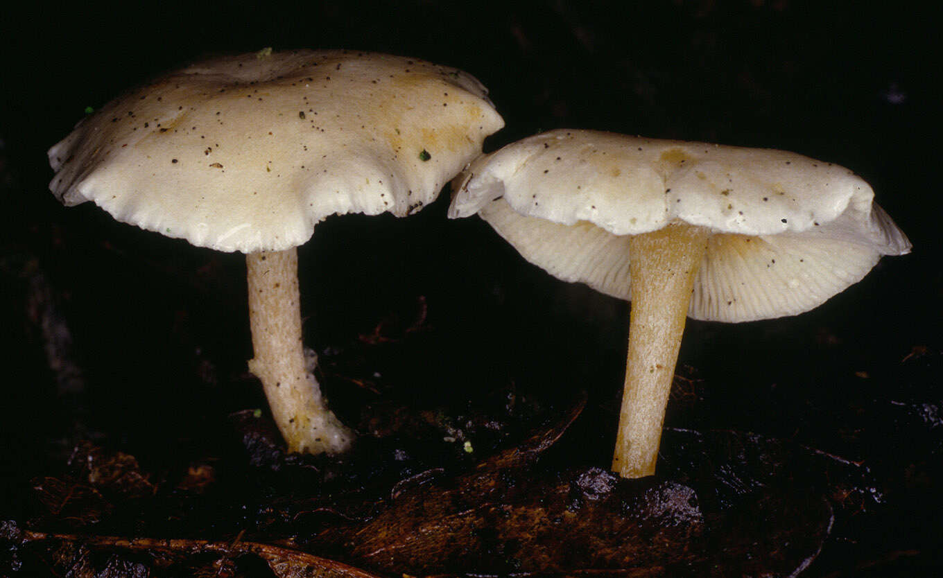 Image of Clitocybe phyllophila (Pers.) P. Kumm. 1871