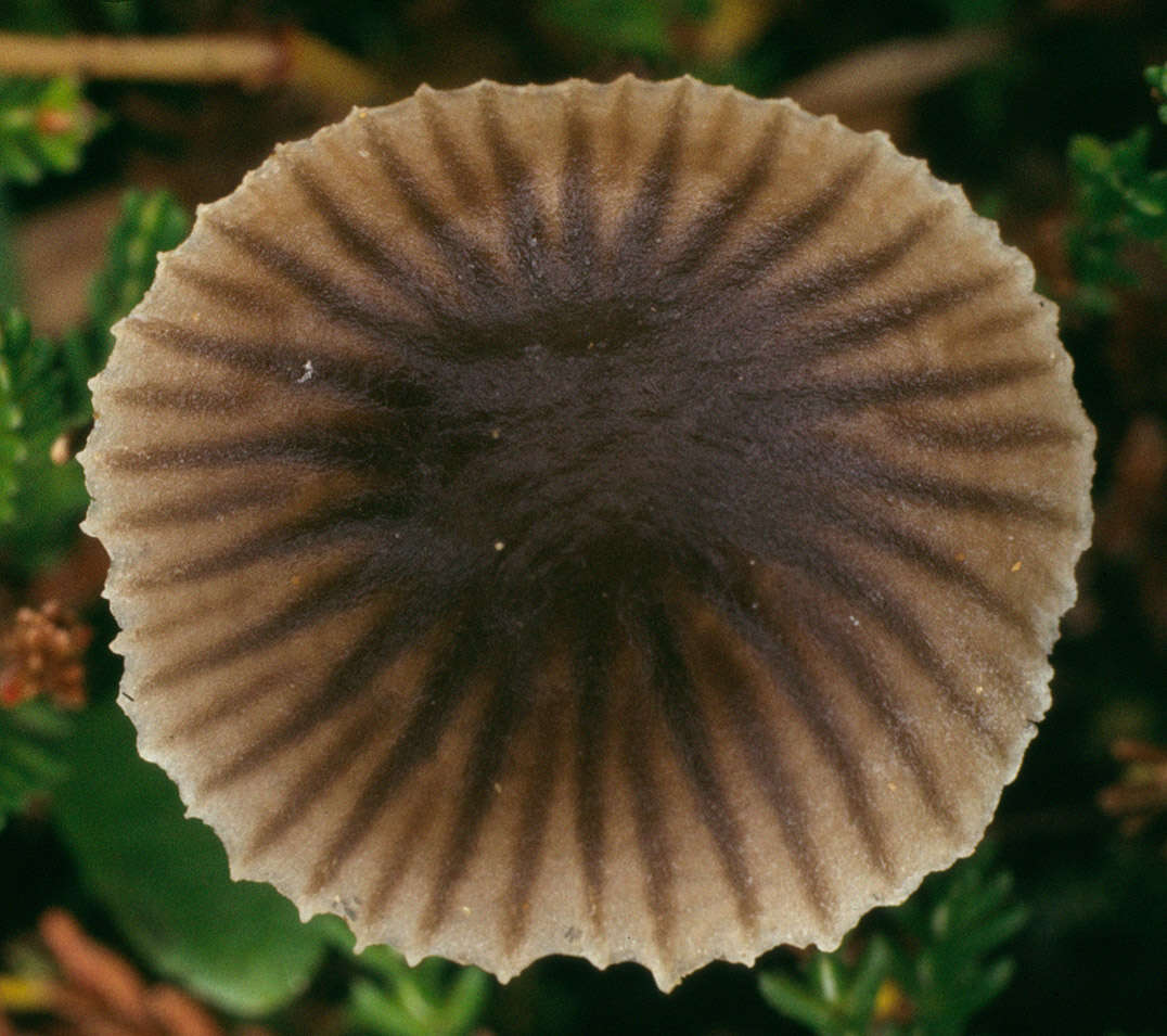 Слика од Mycena latifolia (Peck) A. H. Sm. 1935