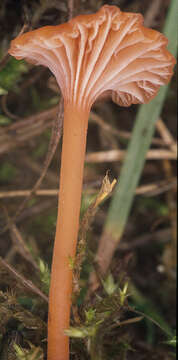 Image of Rickenella fibula (Bull.) Raithelh. 1973